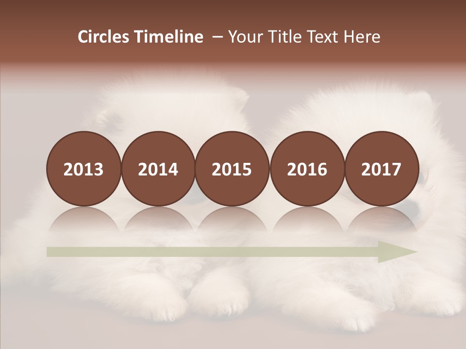 Pets Spitz Pomeranian PowerPoint Template