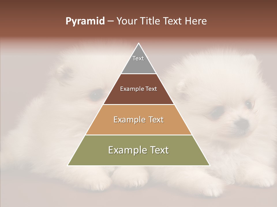 Pets Spitz Pomeranian PowerPoint Template