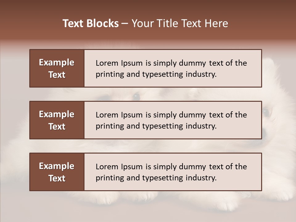 Pets Spitz Pomeranian PowerPoint Template