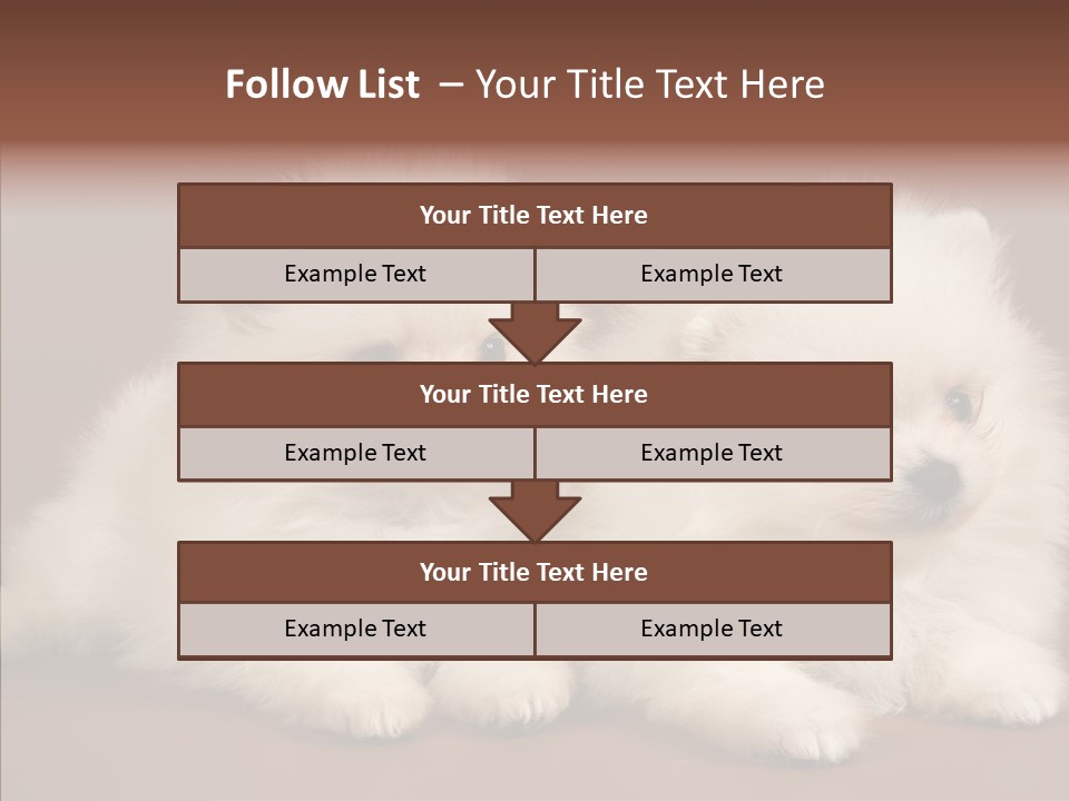 Pets Spitz Pomeranian PowerPoint Template