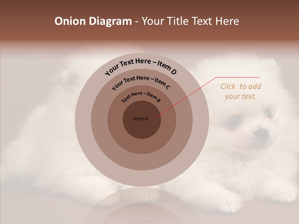 Pets Spitz Pomeranian PowerPoint Template