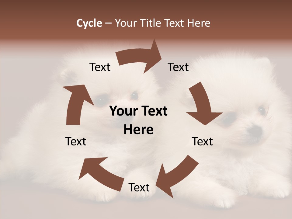 Pets Spitz Pomeranian PowerPoint Template