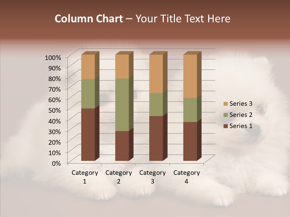 Pets Spitz Pomeranian PowerPoint Template