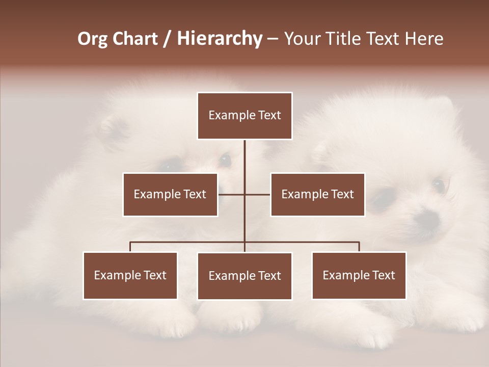 Pets Spitz Pomeranian PowerPoint Template