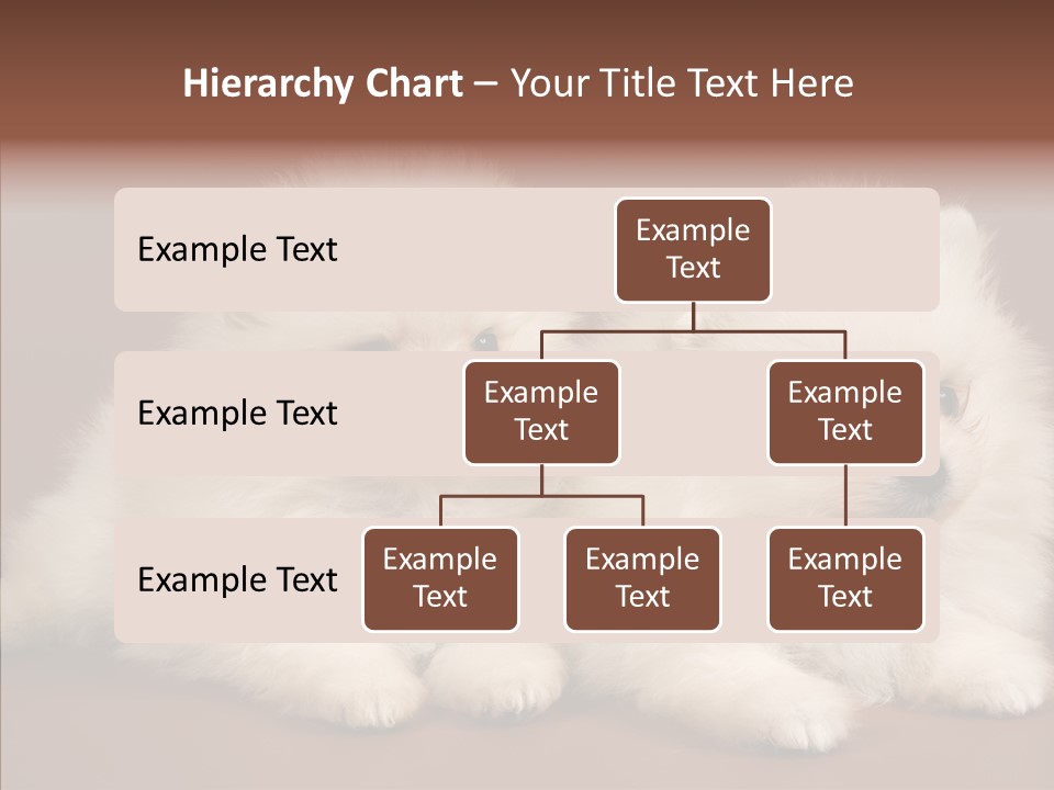 Pets Spitz Pomeranian PowerPoint Template