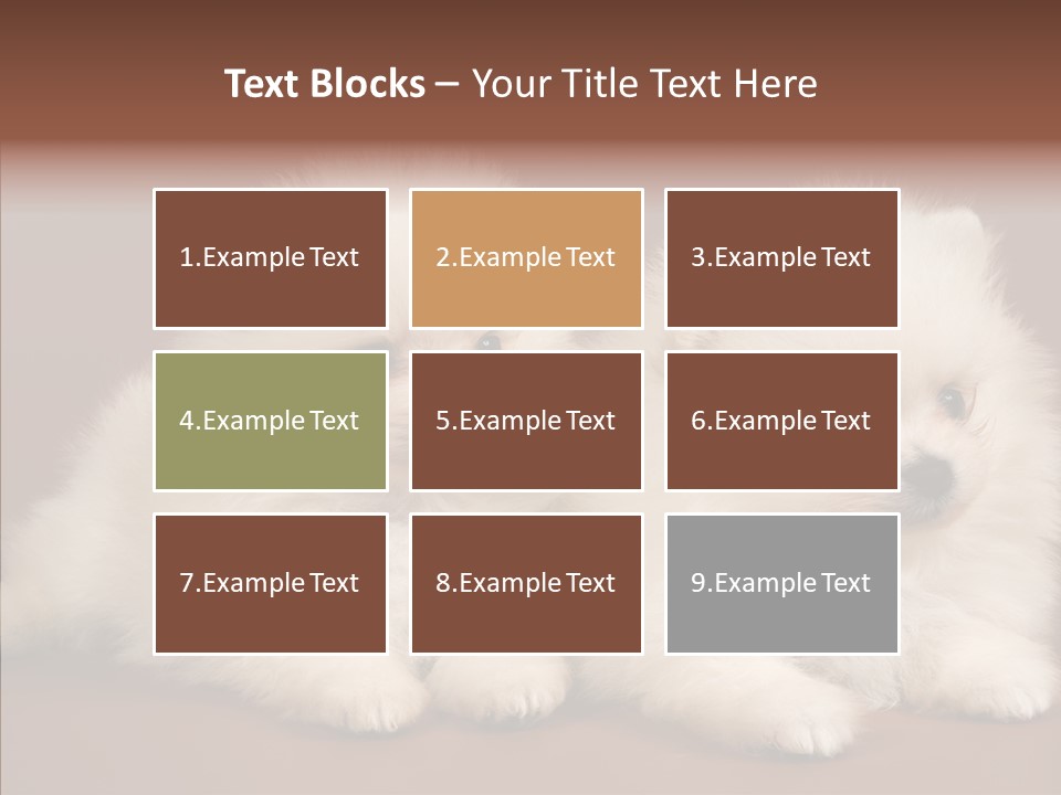 Pets Spitz Pomeranian PowerPoint Template