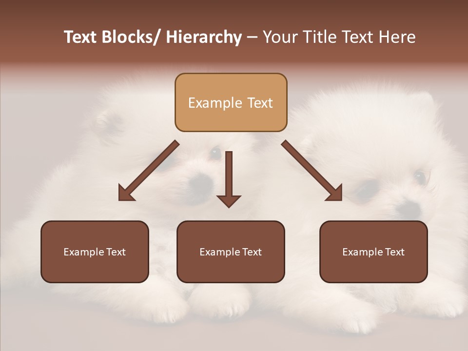 Pets Spitz Pomeranian PowerPoint Template