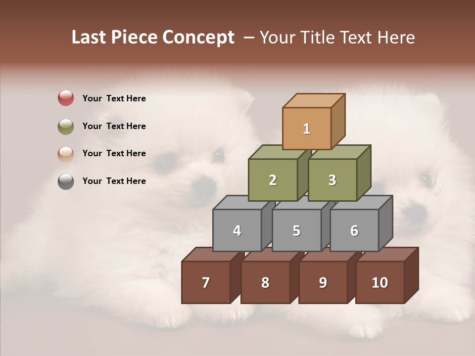 Pets Spitz Pomeranian PowerPoint Template