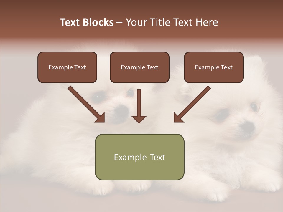 Pets Spitz Pomeranian PowerPoint Template