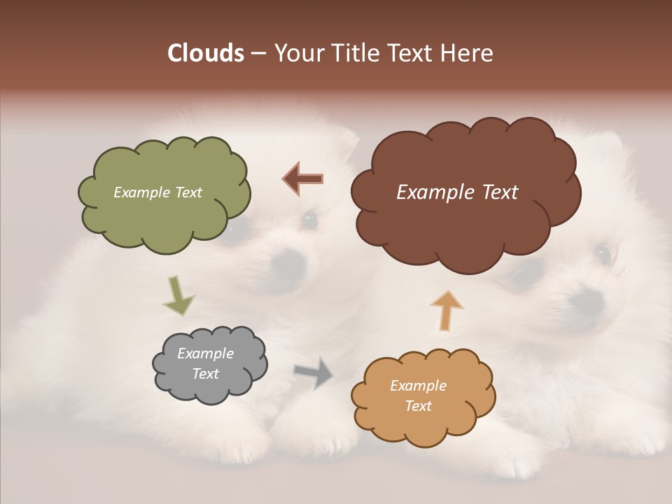 Pets Spitz Pomeranian PowerPoint Template