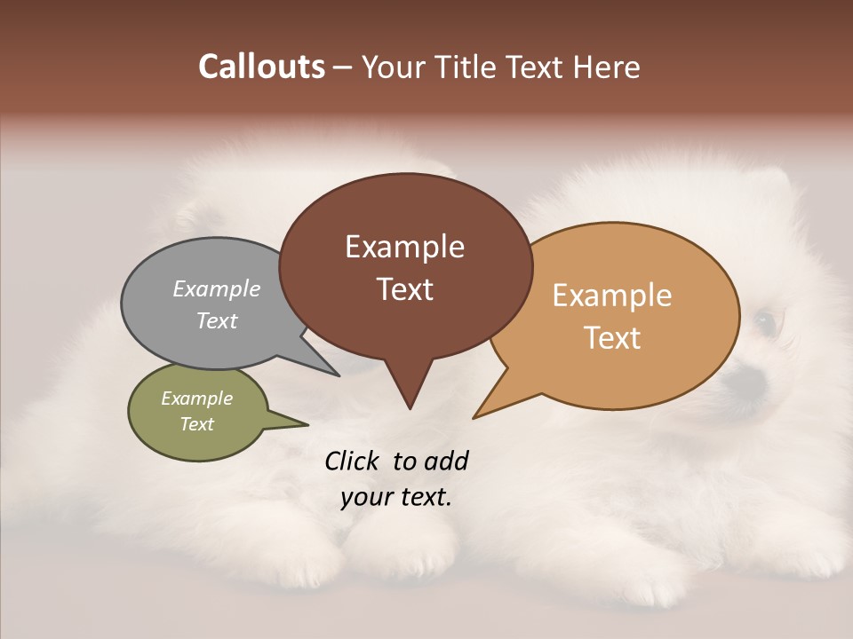 Pets Spitz Pomeranian PowerPoint Template