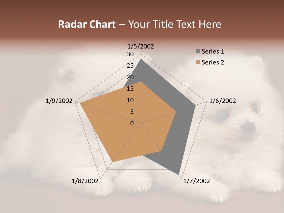 Pets Spitz Pomeranian PowerPoint Template