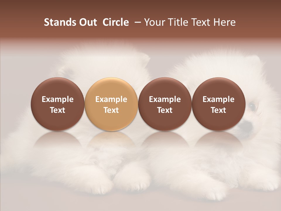 Pets Spitz Pomeranian PowerPoint Template