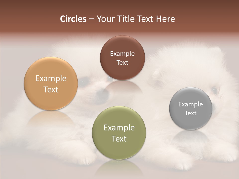 Pets Spitz Pomeranian PowerPoint Template