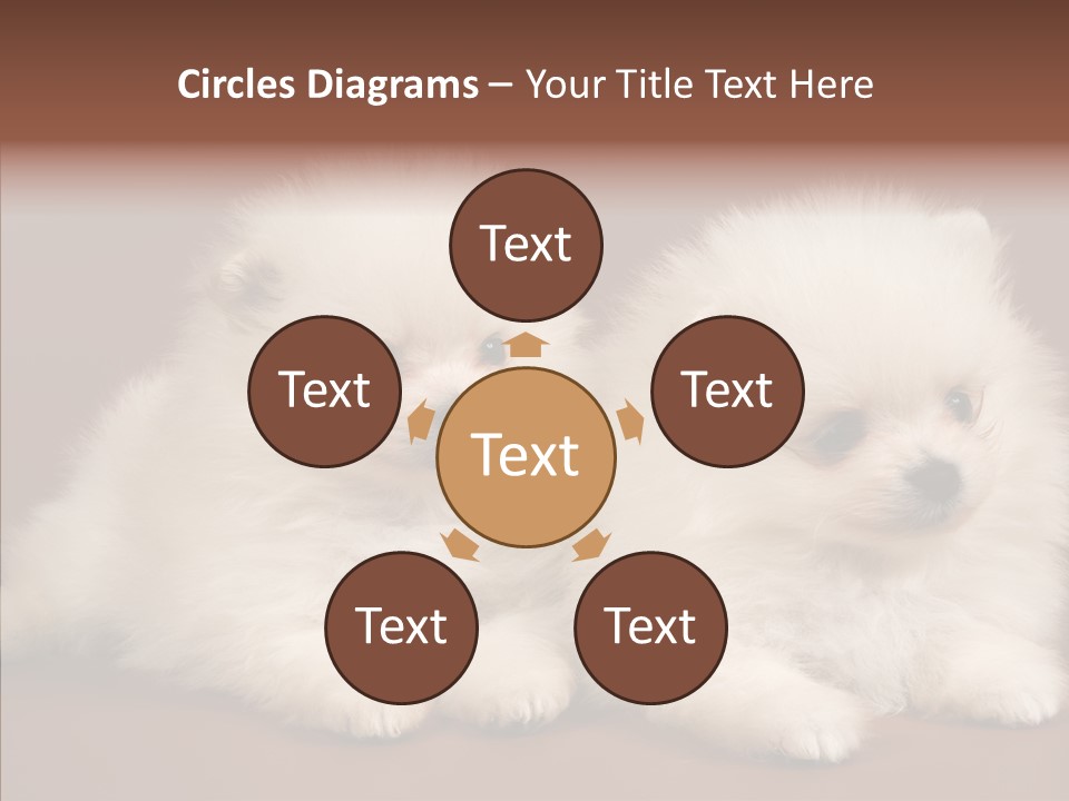 Pets Spitz Pomeranian PowerPoint Template