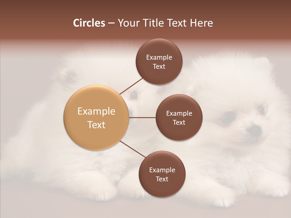 Pets Spitz Pomeranian PowerPoint Template