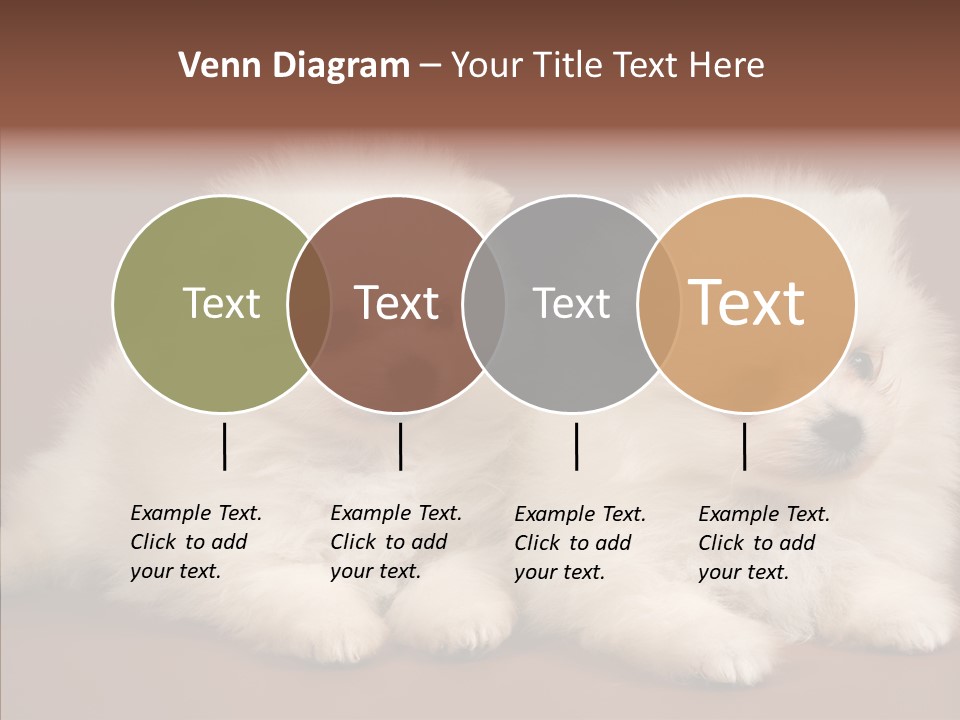 Pets Spitz Pomeranian PowerPoint Template