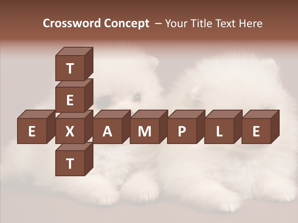 Pets Spitz Pomeranian PowerPoint Template