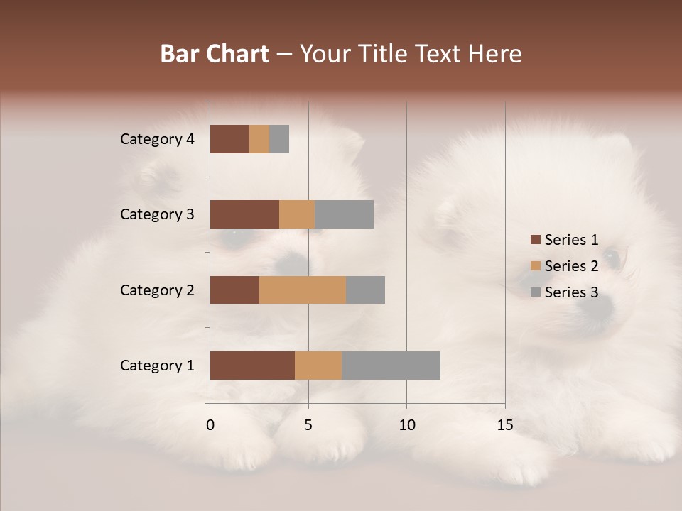 Pets Spitz Pomeranian PowerPoint Template