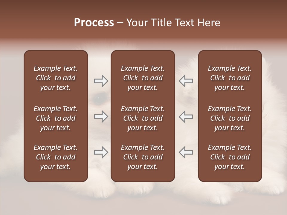 Pets Spitz Pomeranian PowerPoint Template