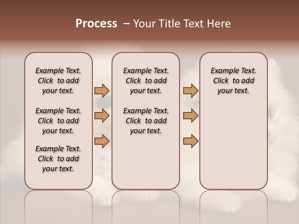 Pets Spitz Pomeranian PowerPoint Template