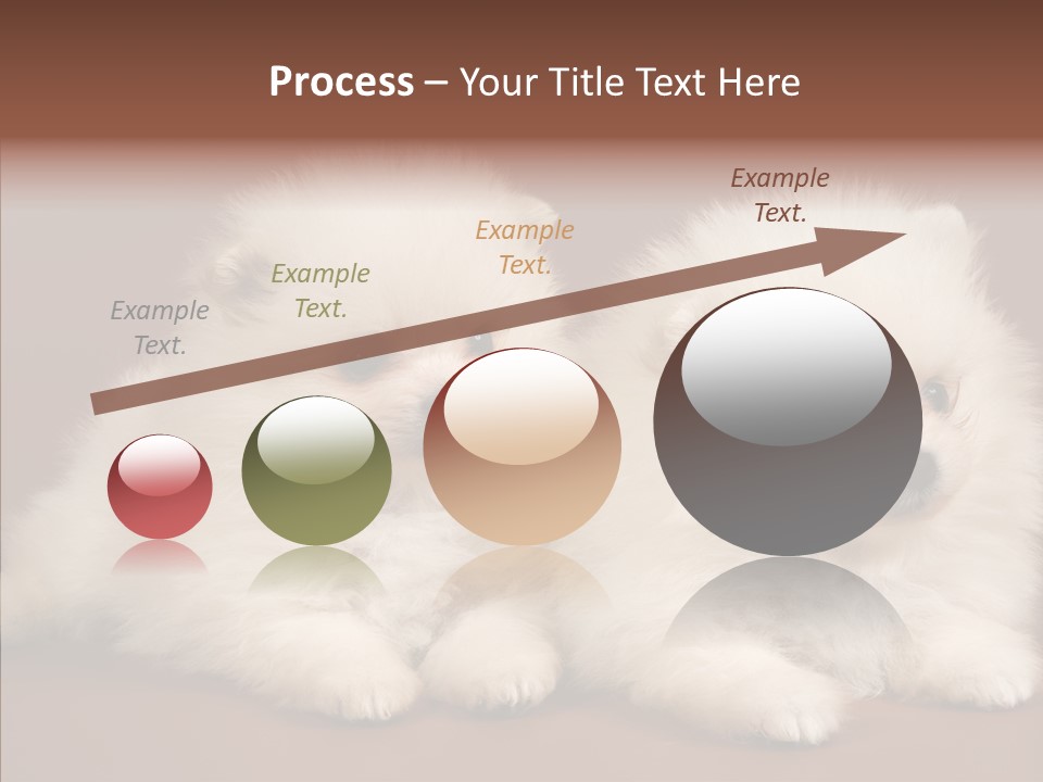 Pets Spitz Pomeranian PowerPoint Template