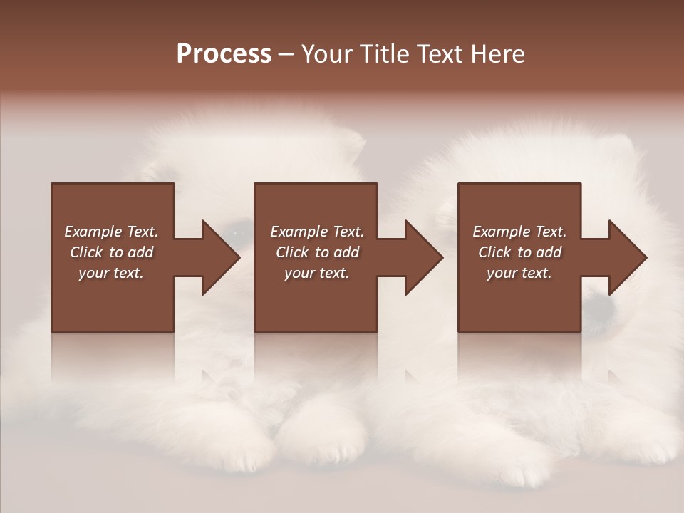Pets Spitz Pomeranian PowerPoint Template