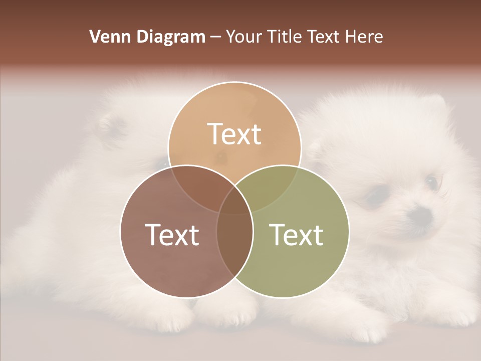 Pets Spitz Pomeranian PowerPoint Template