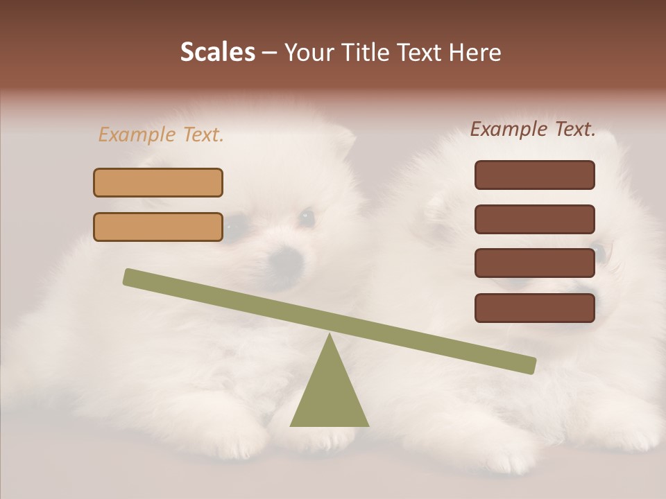 Pets Spitz Pomeranian PowerPoint Template