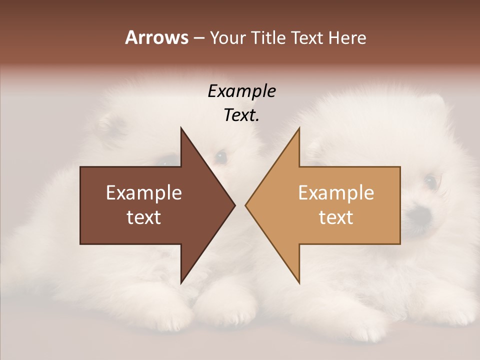 Pets Spitz Pomeranian PowerPoint Template