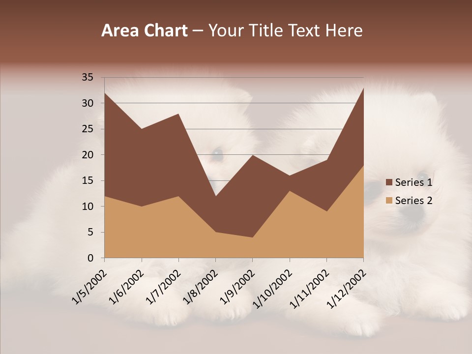 Pets Spitz Pomeranian PowerPoint Template