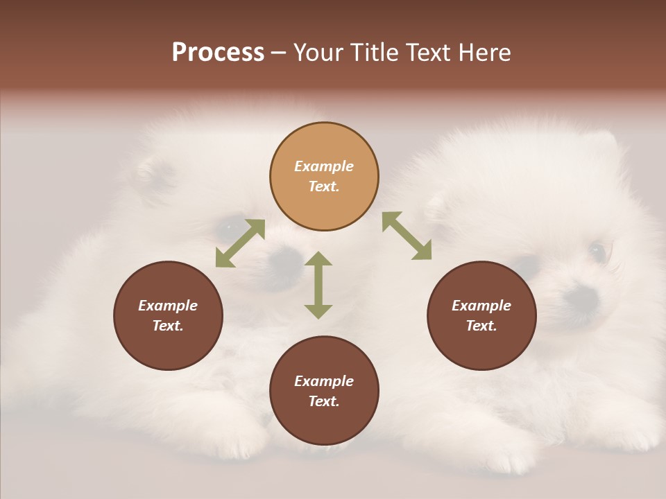 Pets Spitz Pomeranian PowerPoint Template