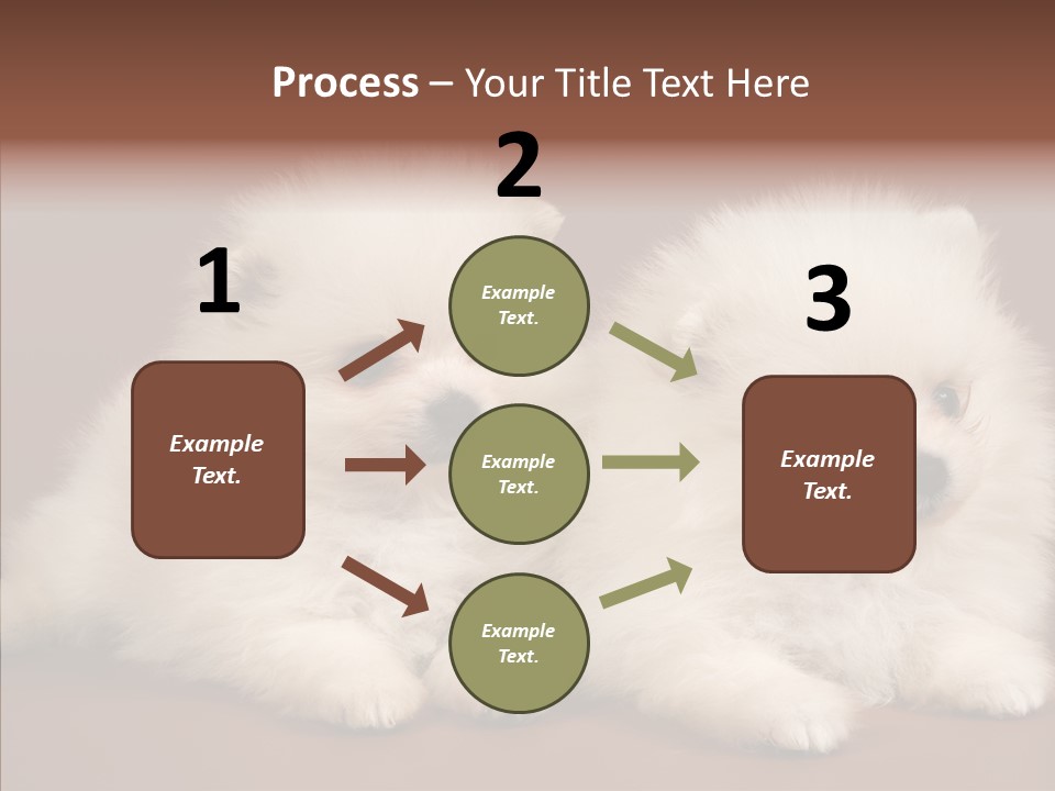 Pets Spitz Pomeranian PowerPoint Template