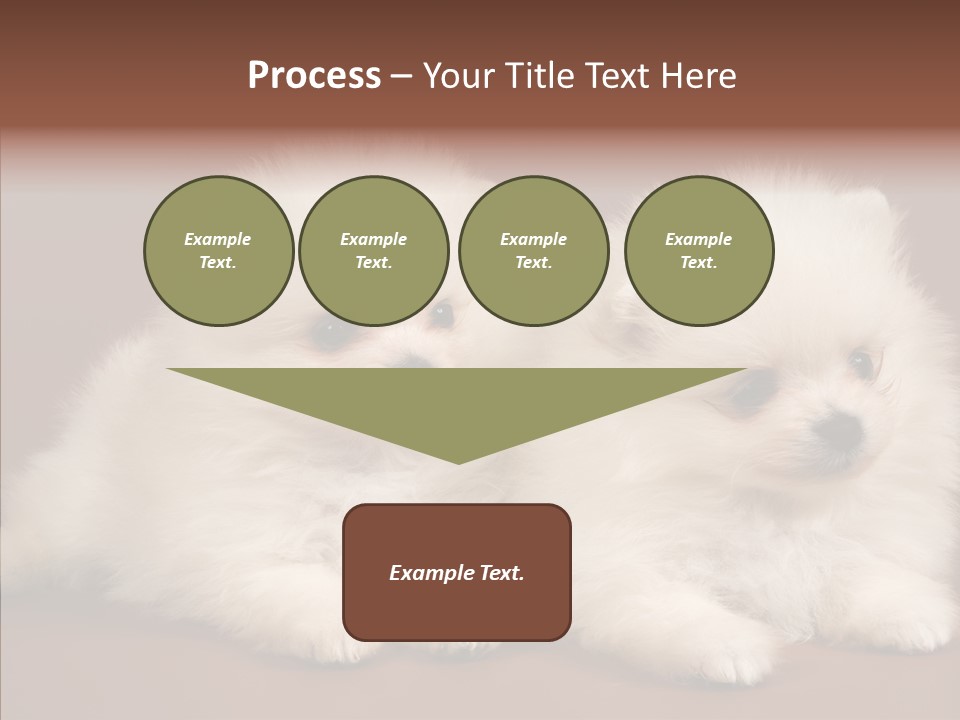 Pets Spitz Pomeranian PowerPoint Template