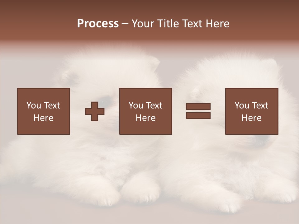 Pets Spitz Pomeranian PowerPoint Template