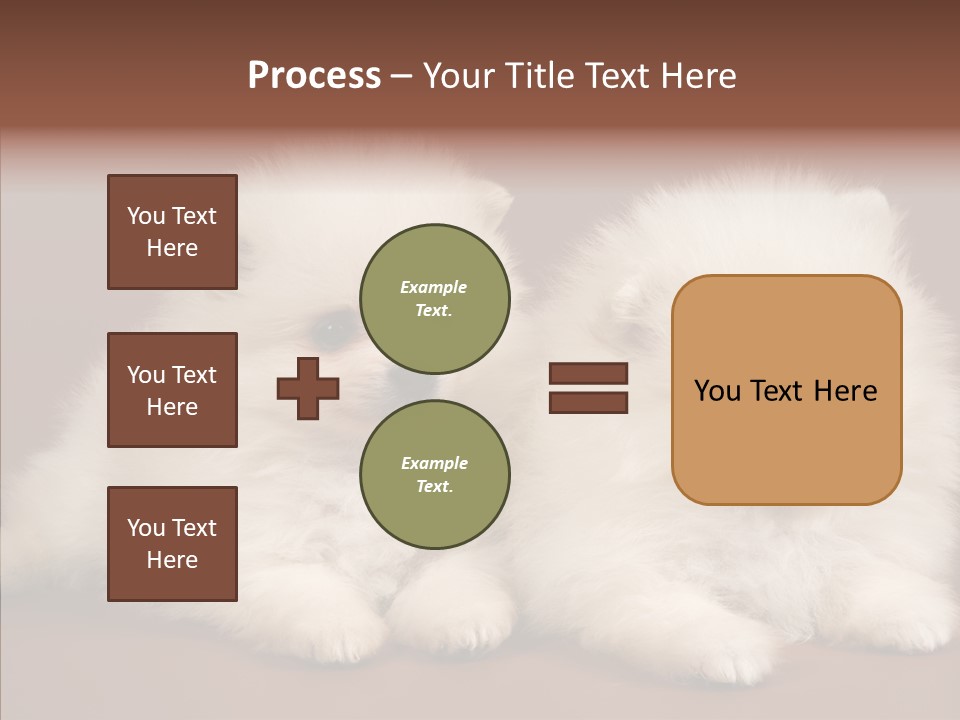 Pets Spitz Pomeranian PowerPoint Template