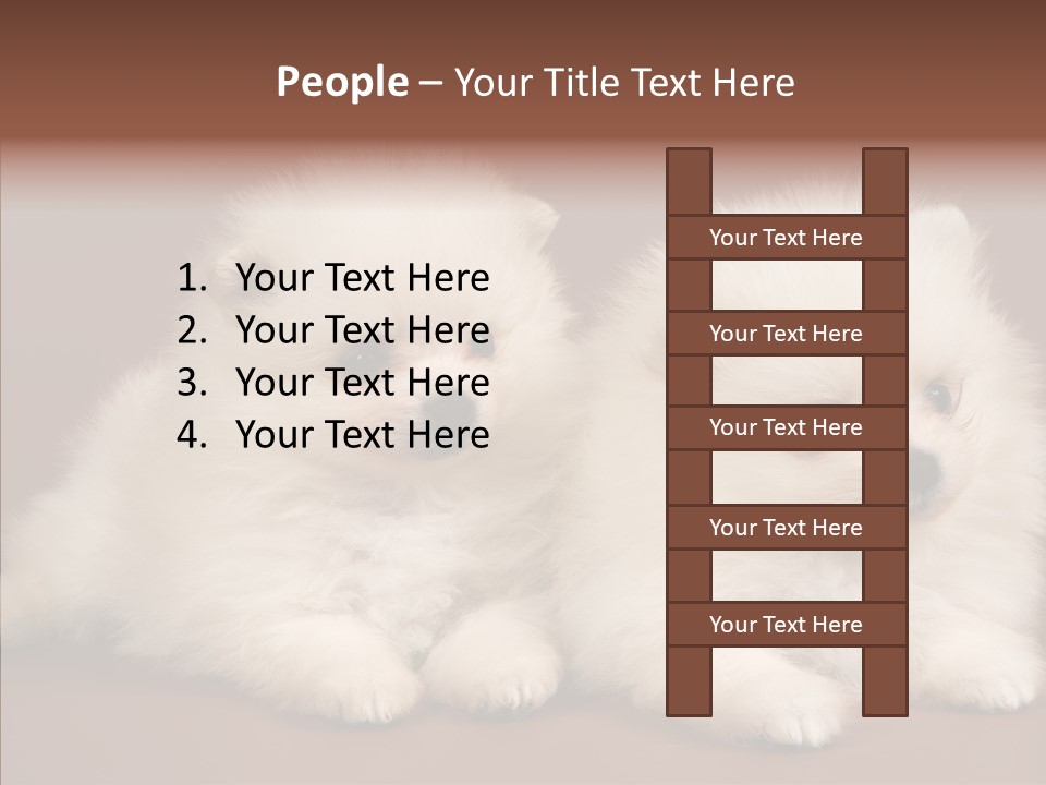 Pets Spitz Pomeranian PowerPoint Template