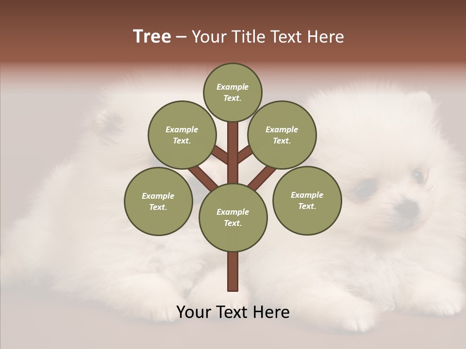 Pets Spitz Pomeranian PowerPoint Template