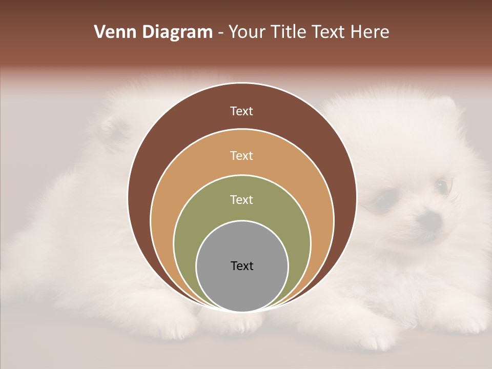 Pets Spitz Pomeranian PowerPoint Template