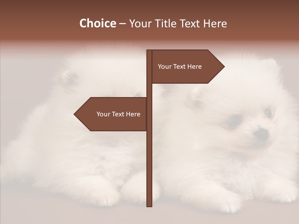 Pets Spitz Pomeranian PowerPoint Template