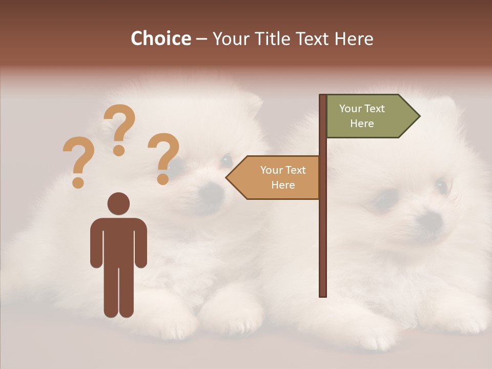 Pets Spitz Pomeranian PowerPoint Template