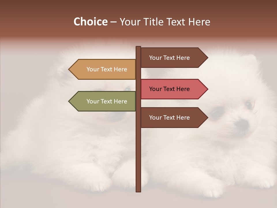 Pets Spitz Pomeranian PowerPoint Template