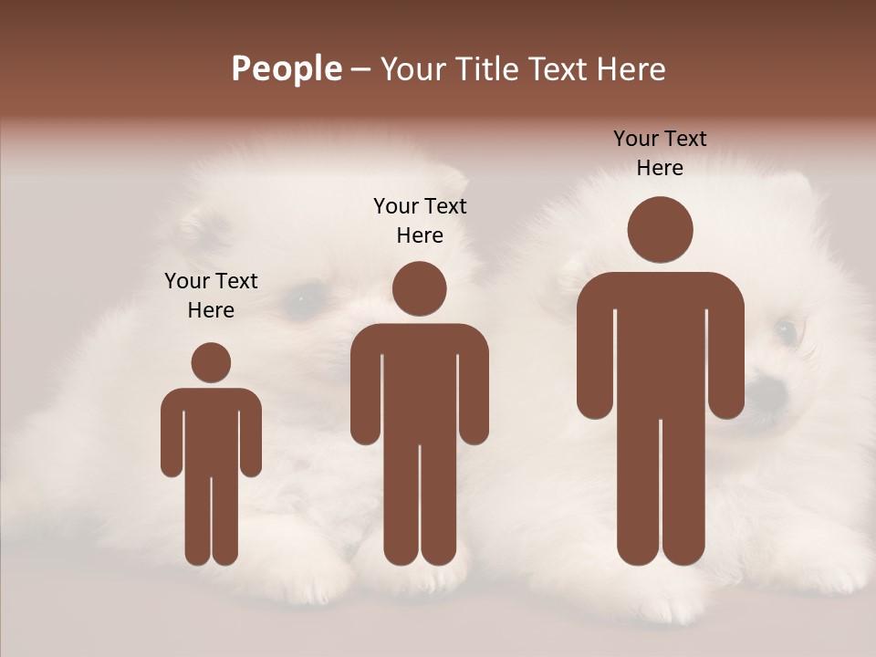 Pets Spitz Pomeranian PowerPoint Template