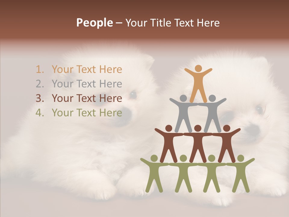 Pets Spitz Pomeranian PowerPoint Template