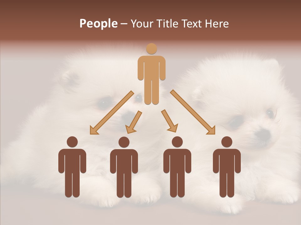 Pets Spitz Pomeranian PowerPoint Template