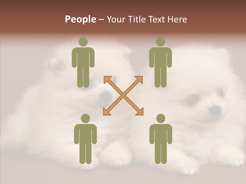 Pets Spitz Pomeranian PowerPoint Template