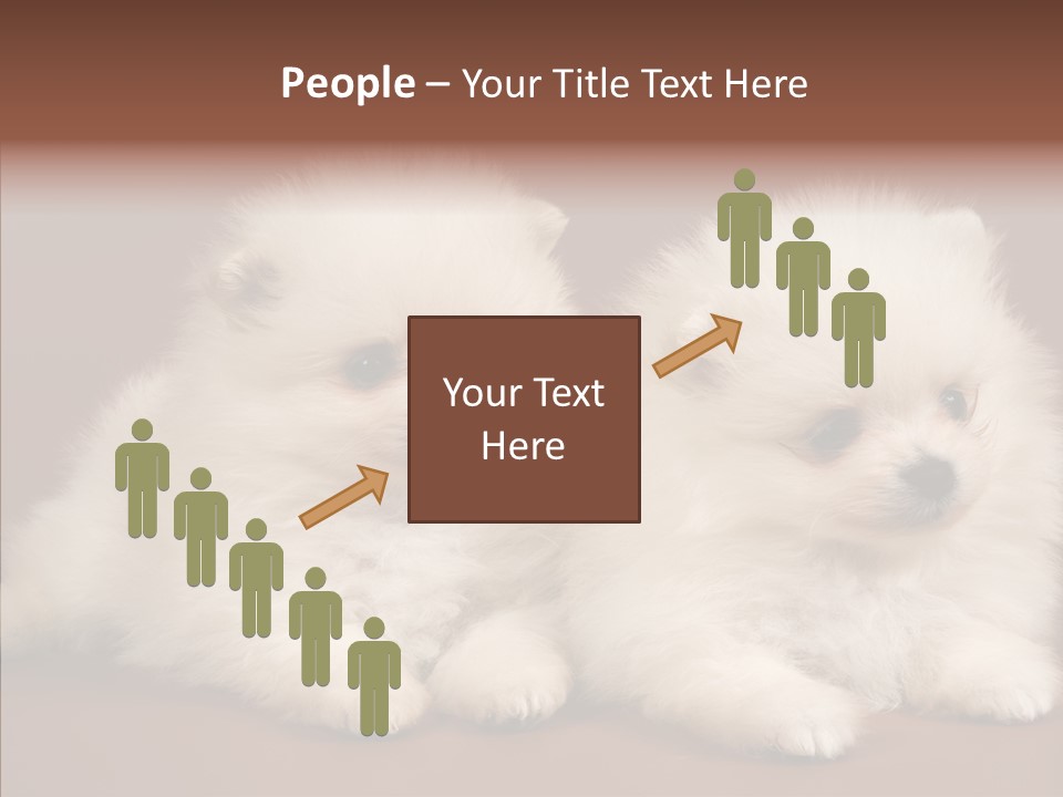 Pets Spitz Pomeranian PowerPoint Template