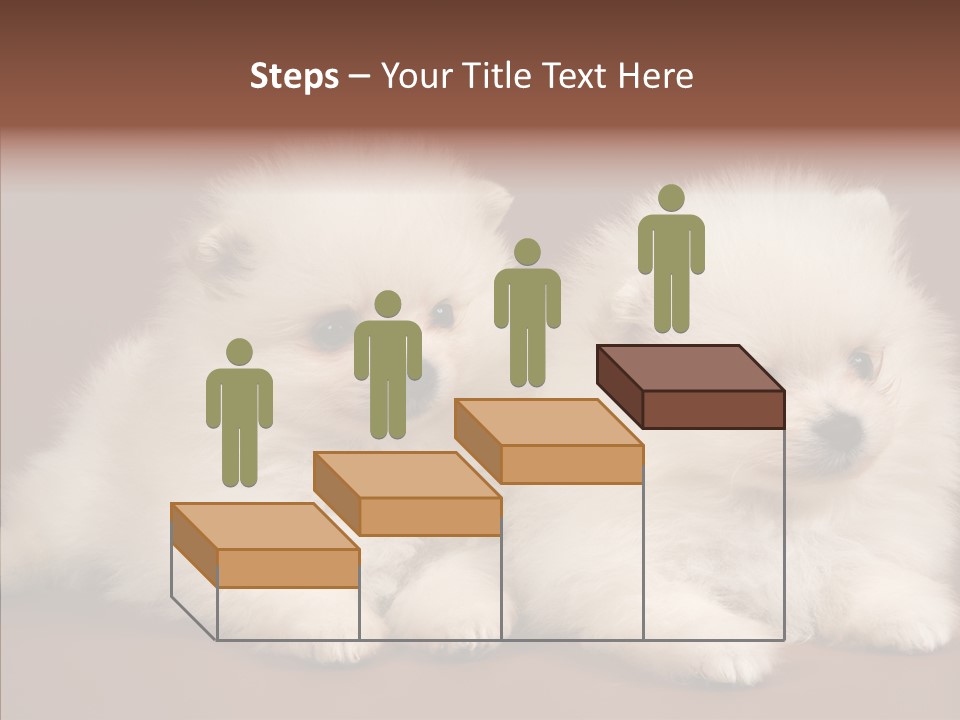 Pets Spitz Pomeranian PowerPoint Template