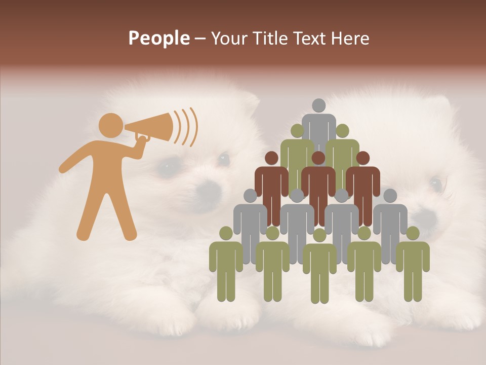 Pets Spitz Pomeranian PowerPoint Template