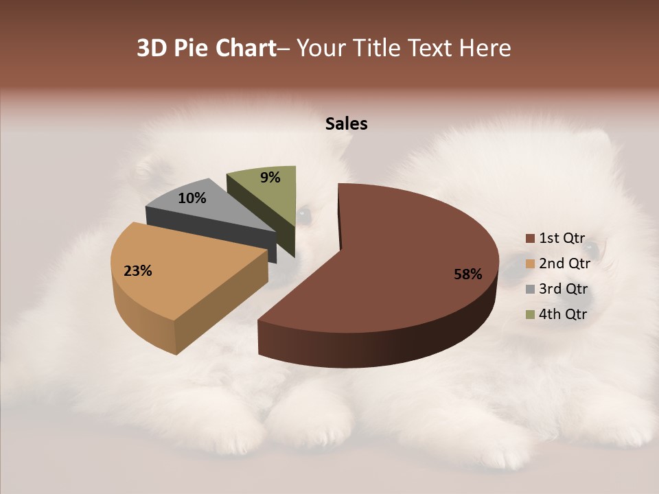 Pets Spitz Pomeranian PowerPoint Template